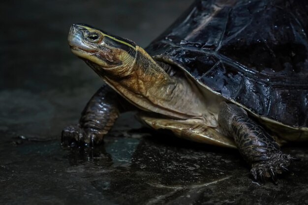 Cuora Amboinensis gros plan tête Cuora Amboinensis gros plan