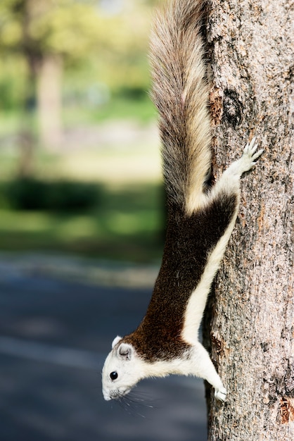 Écureuil adorable sur l&#39;arbre