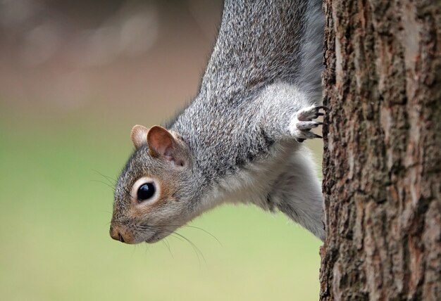 Écureuil curieux sur un arbre, regardant vers le bas, se demandant où trouver des glands à manger