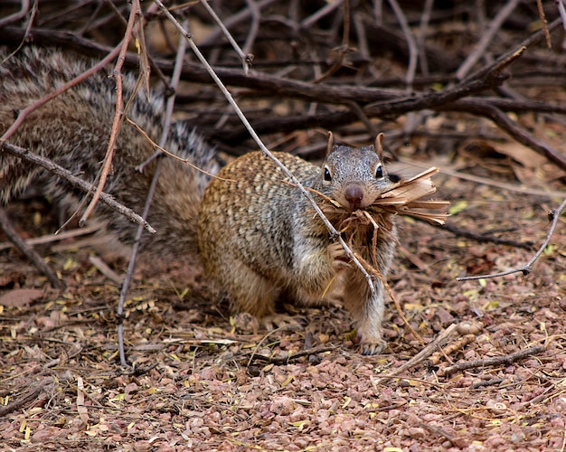 Écureuil gris mignon ramasser du bois dans une forêt pendant la journée