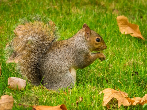 Écureuil mignon jouant avec des feuilles d'érable sèches tombées dans un parc pendant la journée