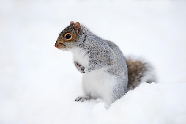 Écureuil avec de la neige en hiver