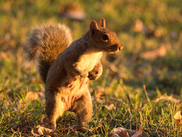 Écureuil renard debout sur le sol couvert d'herbe sous la lumière du soleil