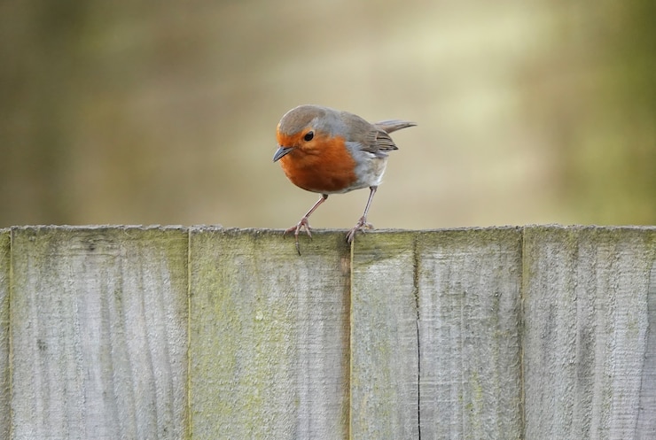 Photo gratuit curieux oiseau rouge-gorge debout sur des planches de bois, regardant vers le bas avec un arrière-plan flou