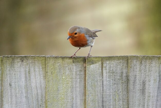 Curieux oiseau rouge-gorge debout sur des planches de bois, regardant vers le bas avec un arrière-plan flou