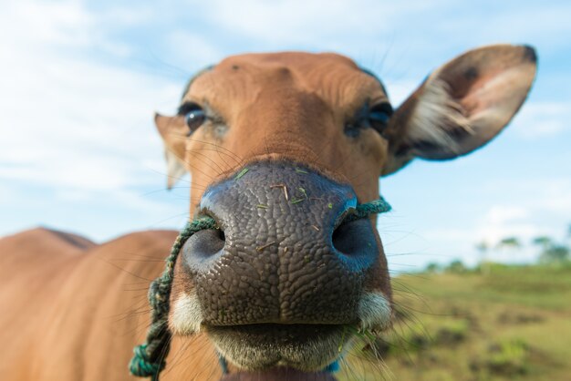 Cute cow closeup