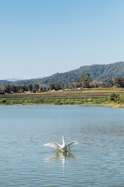 cygne dans le lac