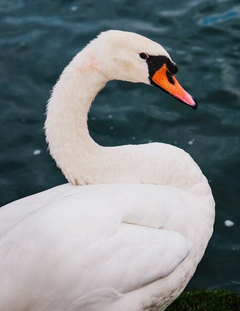 Un cygne dans le lac