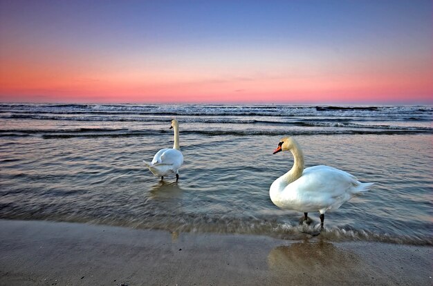 Cygnes dans l&#39;eau de mer