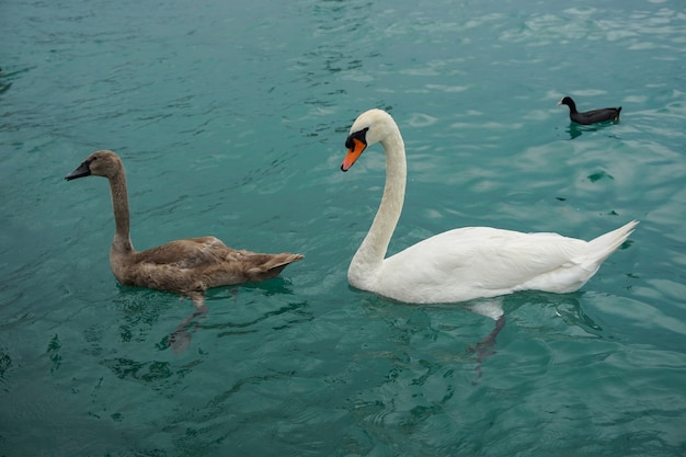 Photo gratuite cygnes de la toundra blancs et bruns nageant dans la mer avec un canard