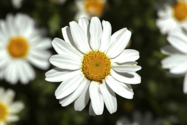 Daisy close-up