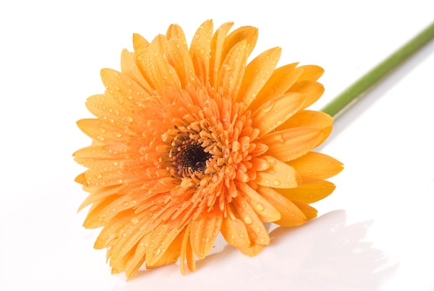 Daisygerbera jaune avec des gouttes d'eau isolées sur blanc