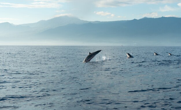 Les dauphins dans l&#39;océan Pacifique