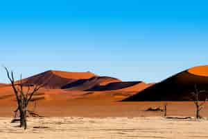 Photo gratuite deadvlei dans le parc national de namib-naukluft sossusvlei en namibie - camelthorn morts contre les dunes de sable orange avec un ciel bleu.