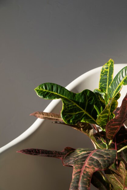 Déco plantes belles et modernes