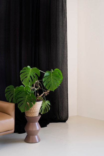 Déco plantes belles et modernes