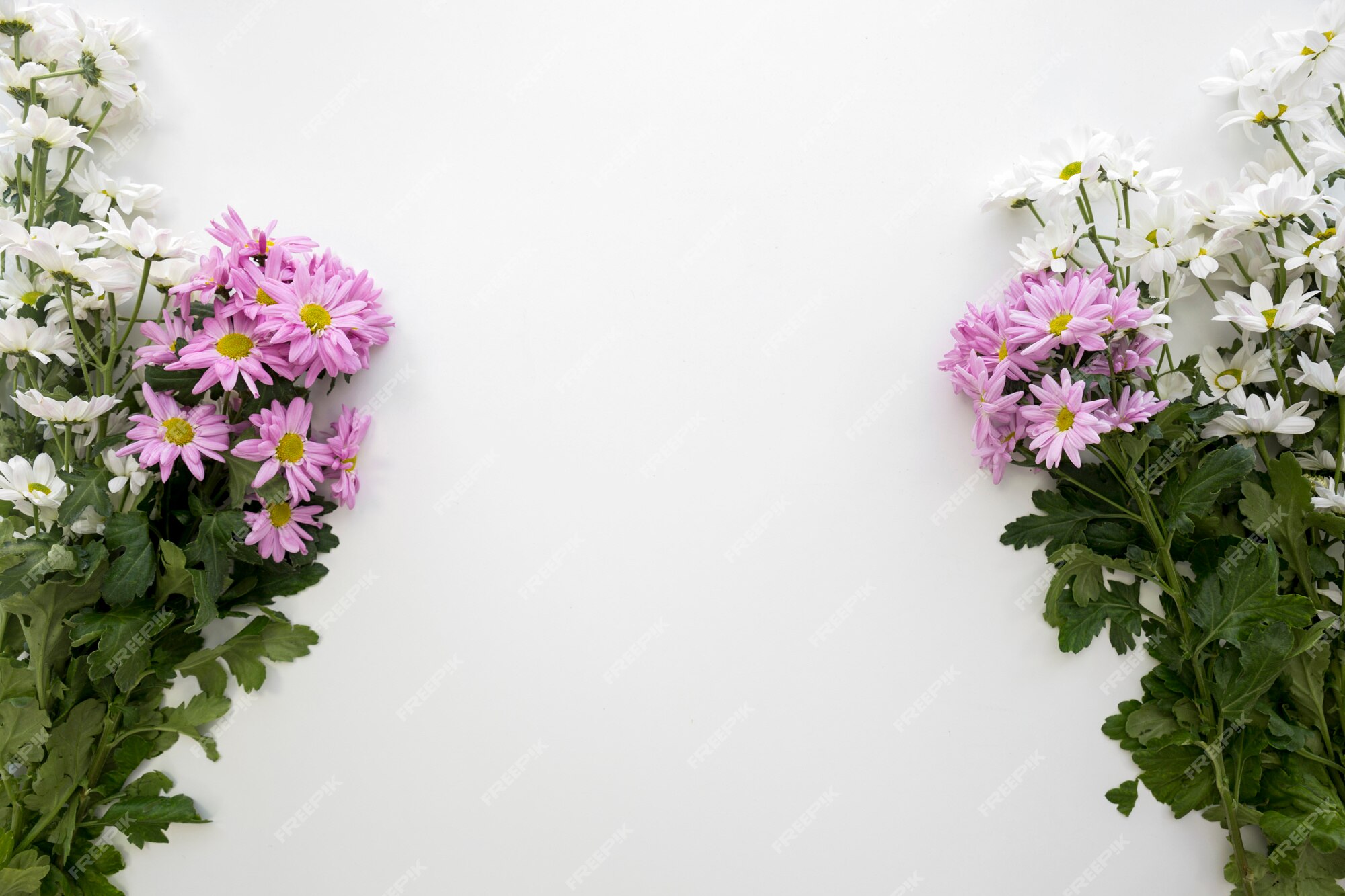 Décoration De Fleurs De Marguerite Blanche Et Rose Sur Fond Blanc | Photo  Gratuite