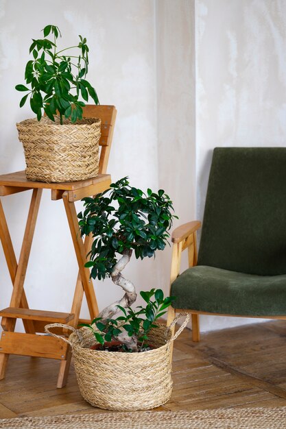 Décoration intérieure de la chambre avec des plantes en pot