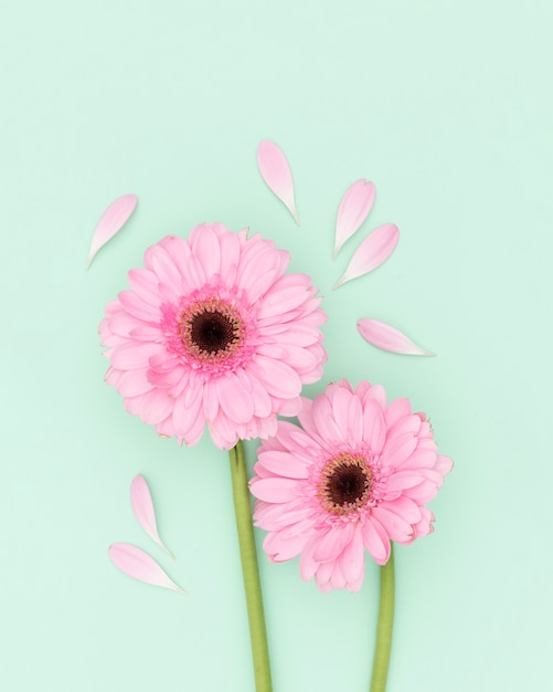 Décoration vue de dessus avec des fleurs roses