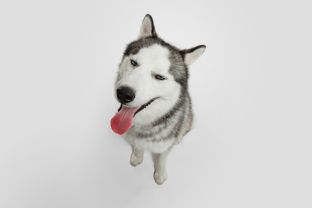 Délicieux. Chien de compagnie Husky pose. Mignon chien gris blanc ludique ou animal de compagnie jouant sur fond de studio blanc. Concept de mouvement, action, mouvement, amour des animaux de compagnie. Ça a l'air heureux, ravi, drôle.