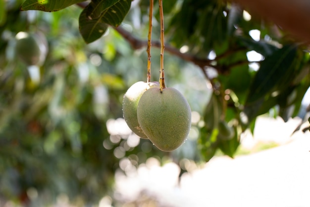 Délicieux fruit de mangue crue dans un arbre