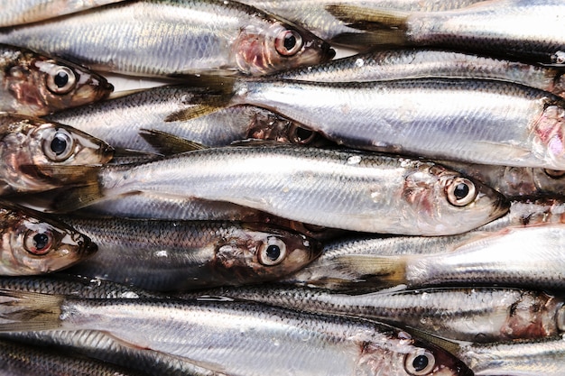 Photo gratuite délicieux poisson frais