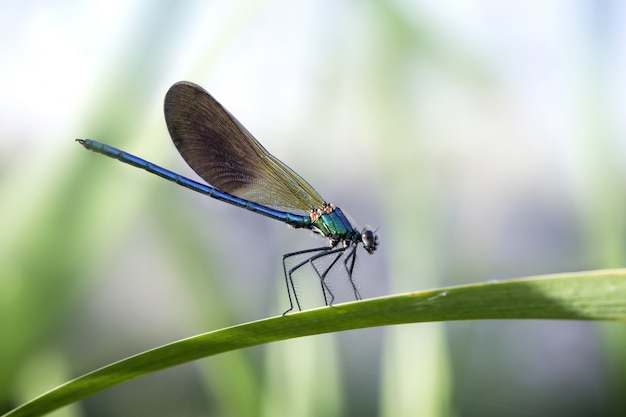 Demoiselles bleues sur une feuille dans un jardin sous le soleil avec un arrière-plan flou