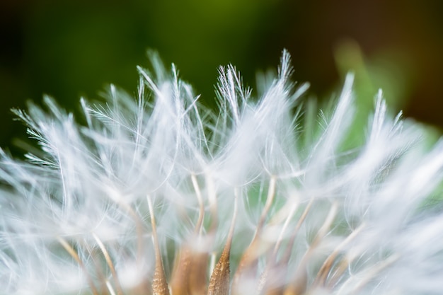 Photo gratuite dents de lion