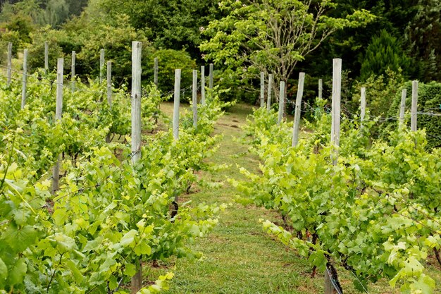 Déposé d'arbres nouvellement plantés dans un champ entouré d'une forêt