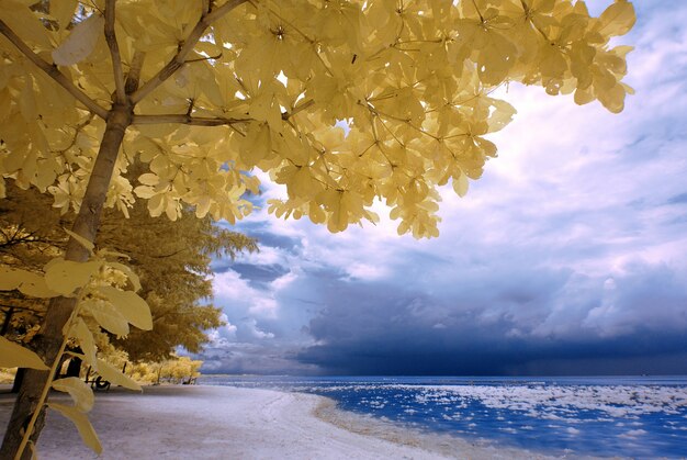 Desert vue sur la plage