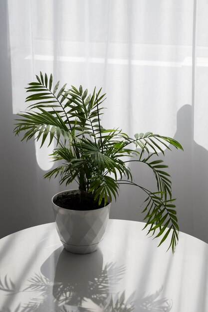 Design d'intérieur avec angle élevé de plante verte