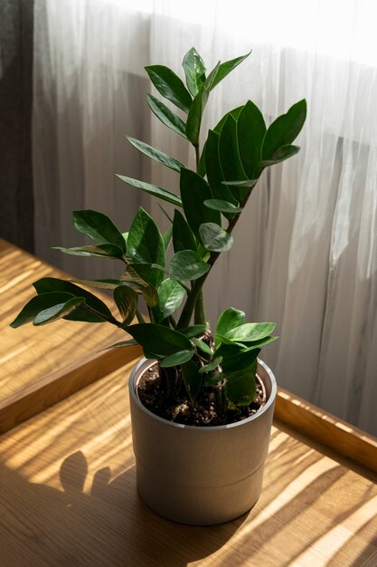 Design d'intérieur avec angle élevé de plante verte