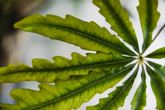 Photo gratuite de dessus des feuilles exotiques