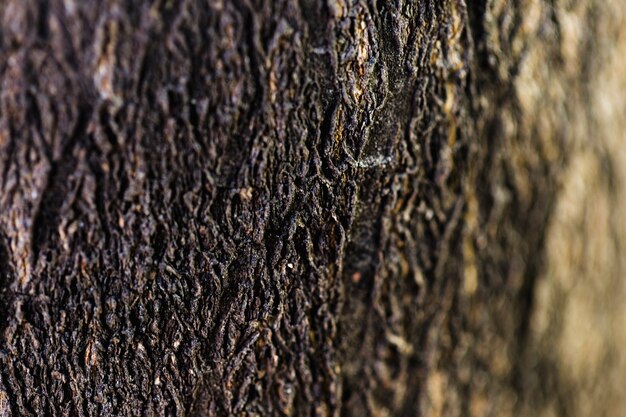 Détail du tronc en bois marron