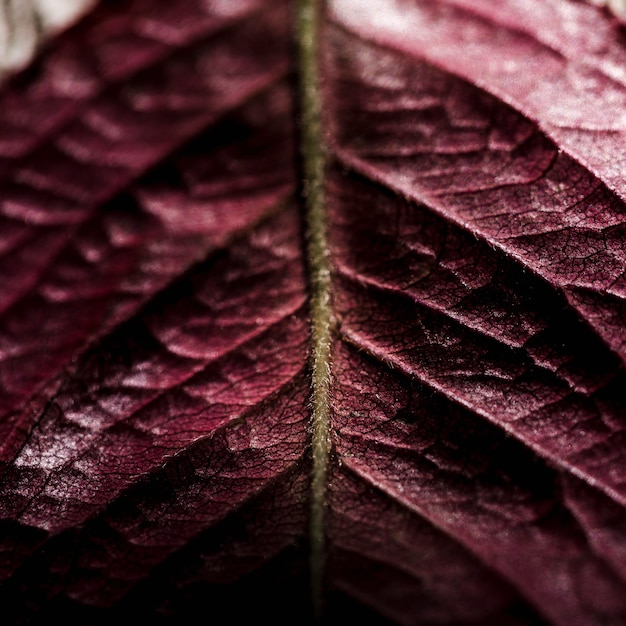 Détail d&#39;une feuille rouge