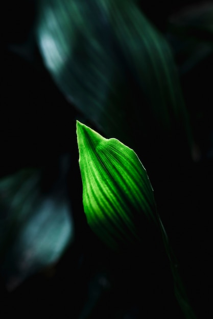 Détail d&#39;une feuille tropicale sombre