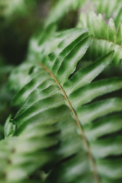 Détail de la feuille tropicale