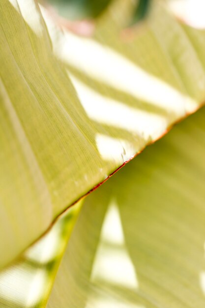 Détail d&#39;une feuille verte