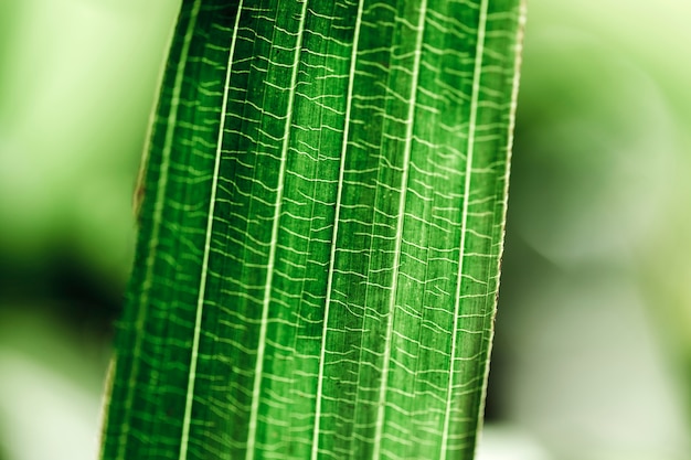 Détail d&#39;une feuille verte