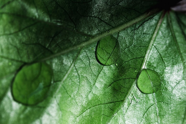 Photo gratuite détail d'une feuille verte