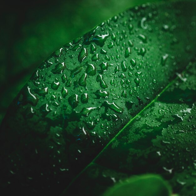 Détail d&#39;une feuille verte