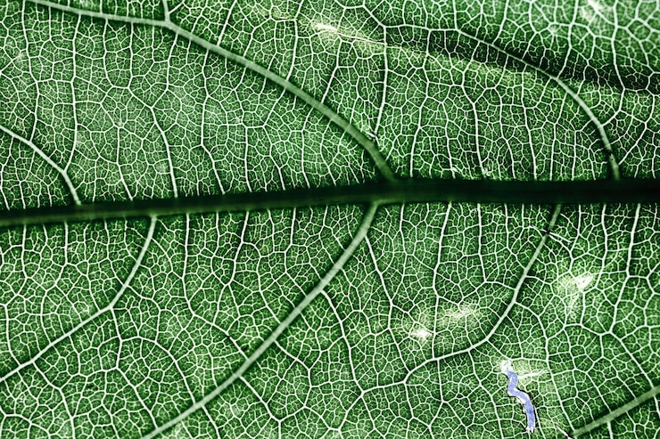 Photo gratuit détail d'une feuille verte
