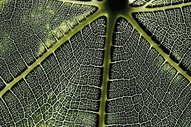 Détail d&#39;une feuille verte