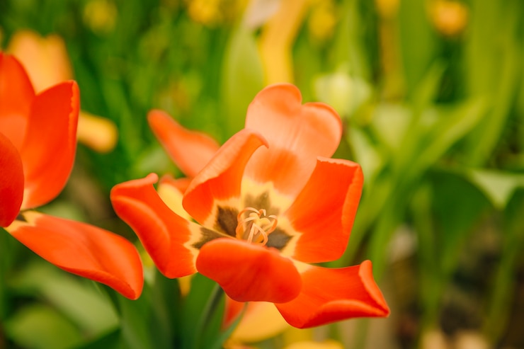 Photo gratuit détail, fleur, unique, tulipe rouge, fleur