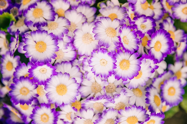 Détail de fleurs de cineraria en fleurs