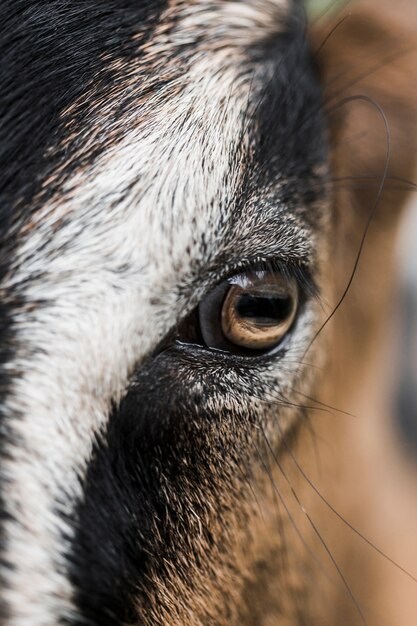 Détail de l&#39;oeil de chèvre