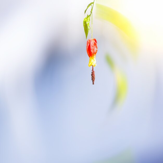 Détail Tiré d&#39;une plante Sur fond naturel