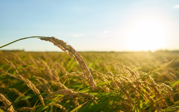 Détail de l'usine de riz au coucher du soleil à Valence, avec la plantation floue.