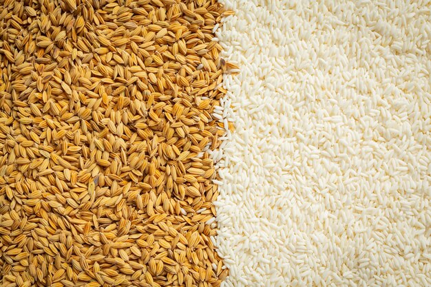 Détails du papier peint riz paddy et riz blanc