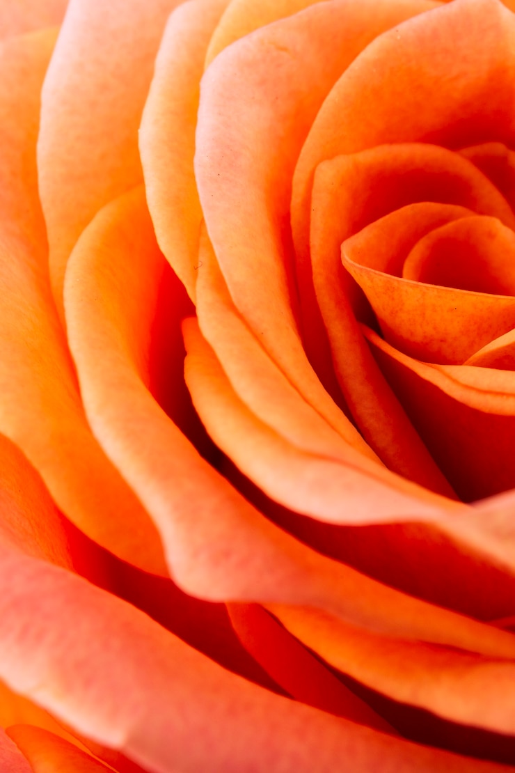 Photo gratuit détails des pétales de rose orange